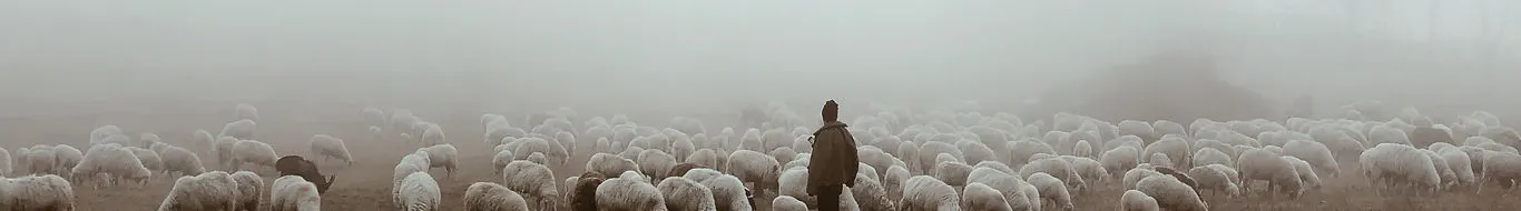 A shepherd with his flock in the morning mist
